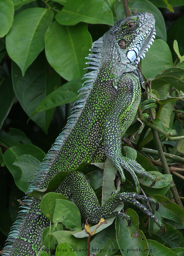 1708greeniguana2621