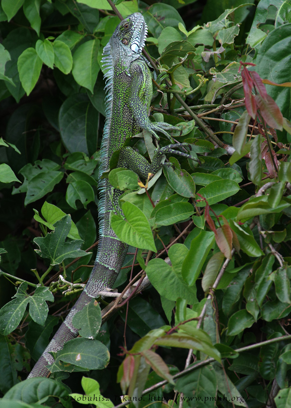 1708greeniguana2631