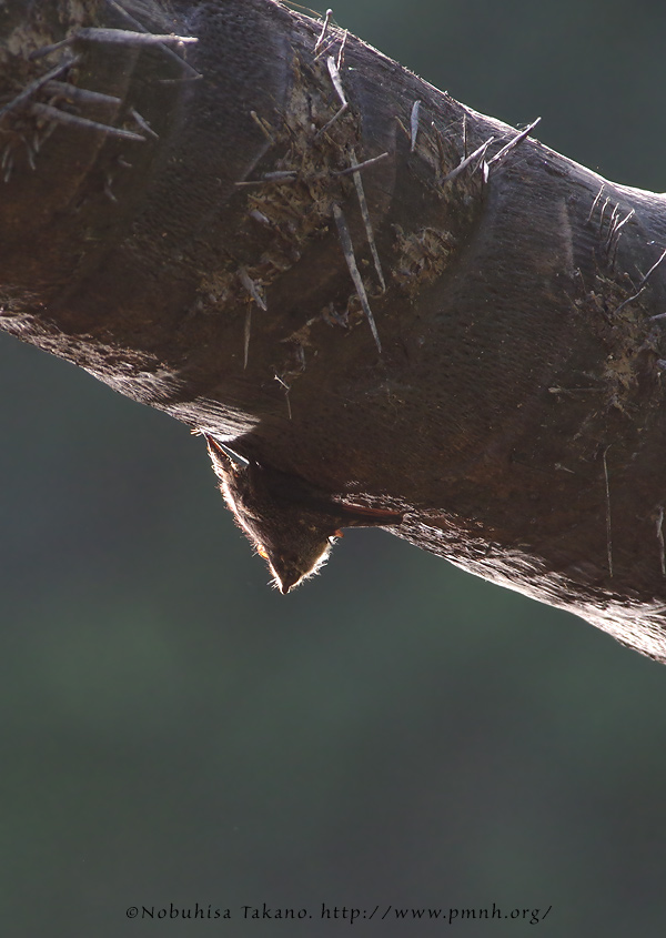 1708mm_proboscis_bat3397