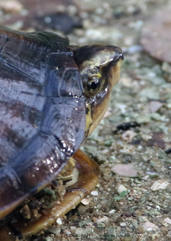 1709scorpion_mud_turtle5738