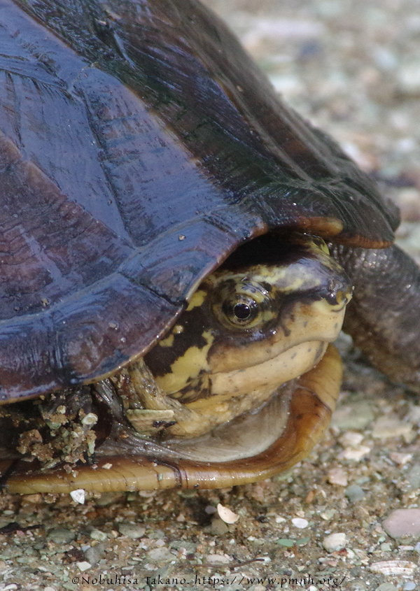 1709scorpion_mud_turtle5740