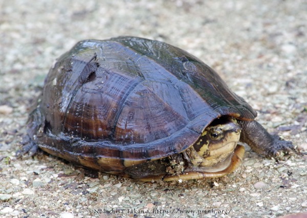 1709scorpion_mud_turtle5749