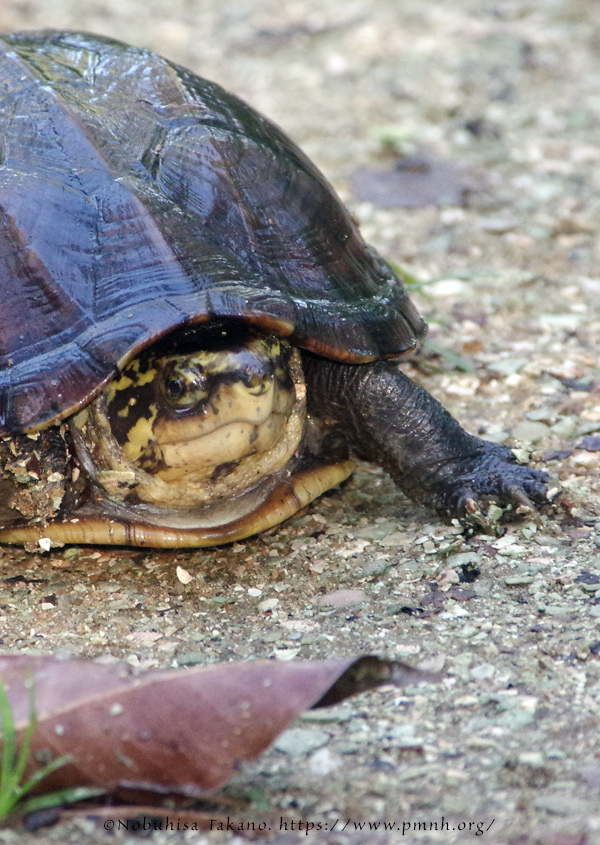 1709scorpion_mud_turtle5756