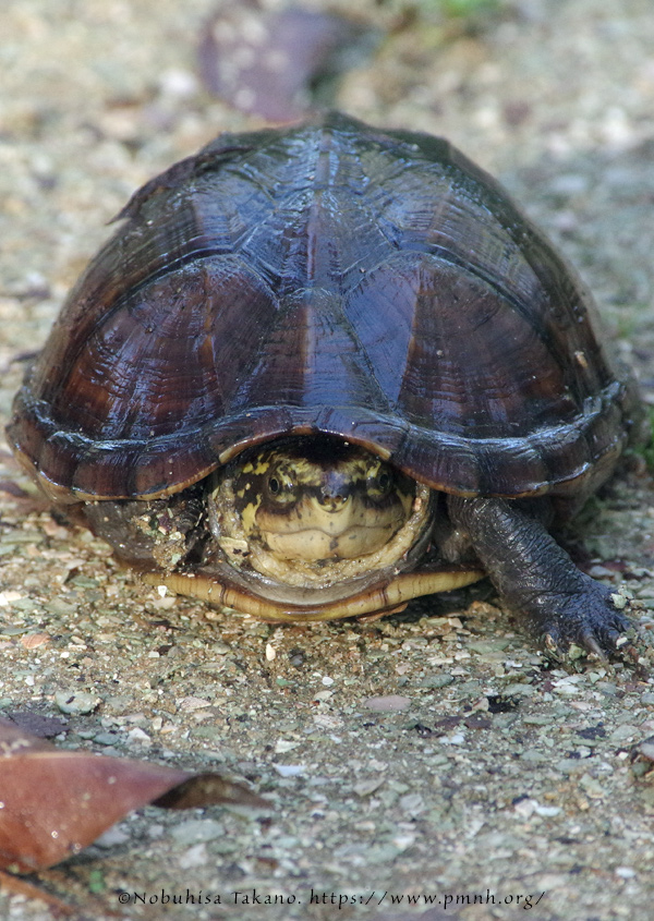 1709scorpion_mud_turtle5763