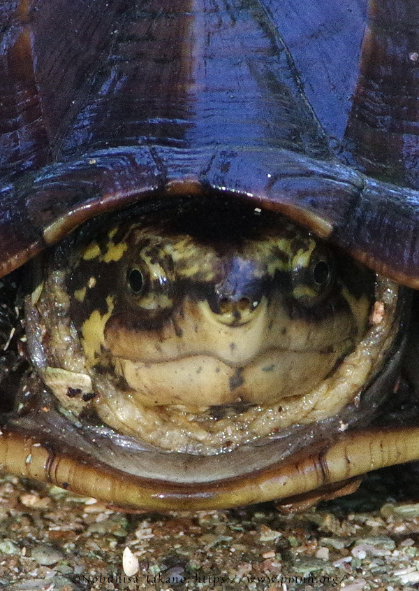 1709scorpion_mud_turtle5764