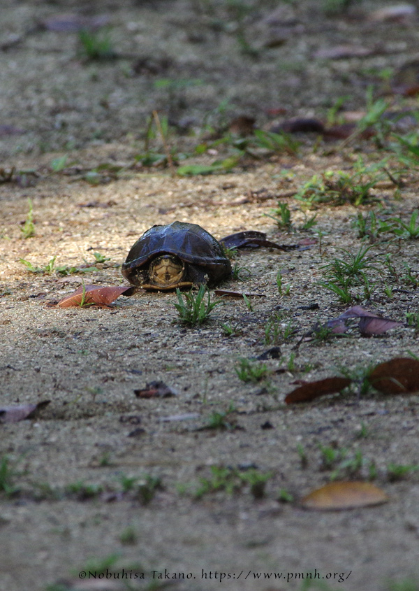 1709scorpion_mud_turtle5765