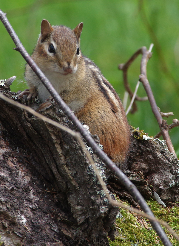 1805easternchipmunk1460