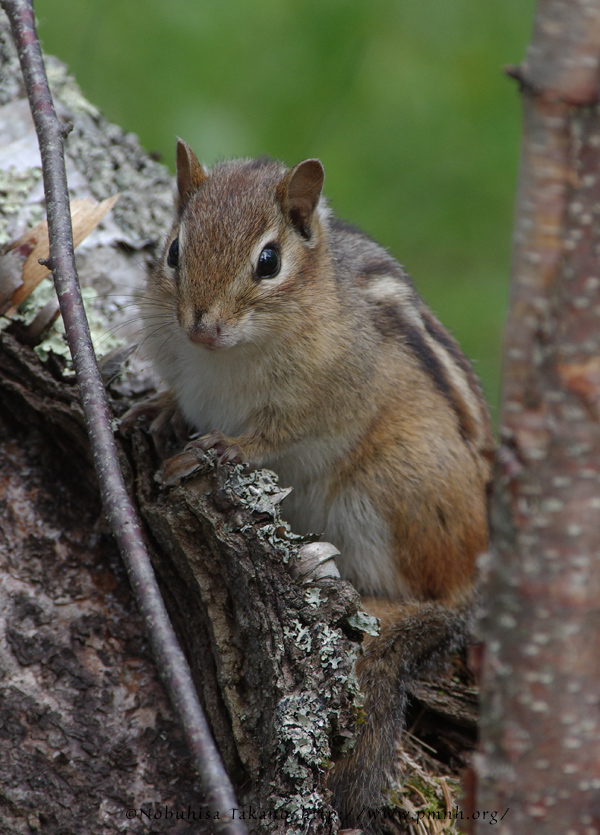 1805easternchipmunk1484