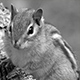 1805easternchipmunk1484_w