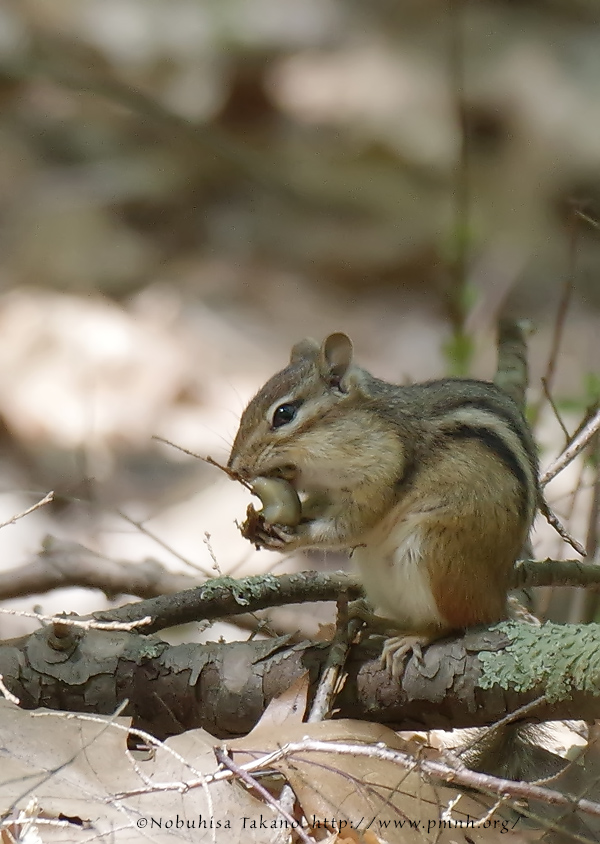 1805easternchipmunk9727