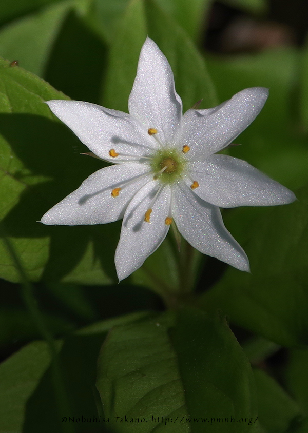 1905tsumatoriso4695