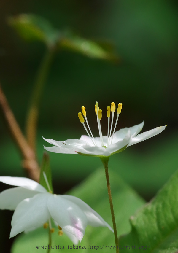 1905tsumatoriso4799