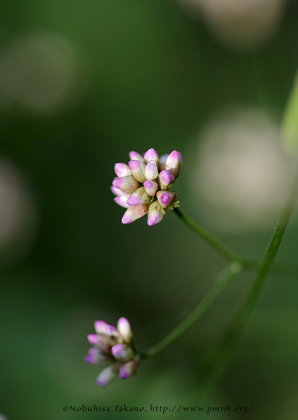 2009akinounagitsukami5266