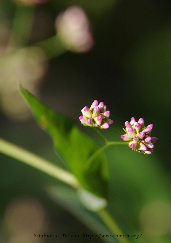 2009akinounagitsukami9261