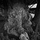 2506pl_senninkeyaki5843_w