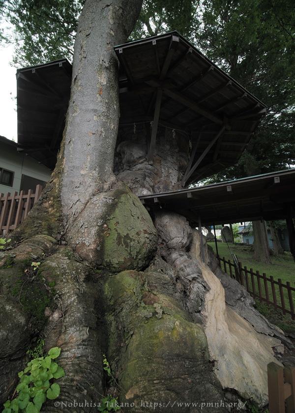 2506pl_senninkeyaki5845
