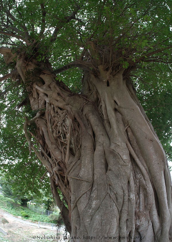 2511pl_ako@fukaborijinyaato9532