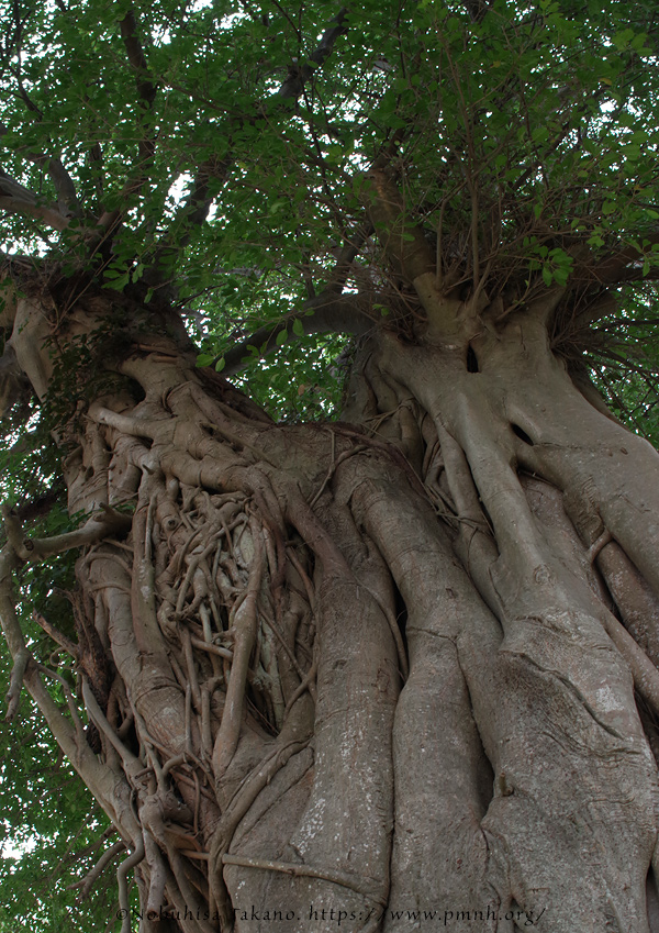 2511pl_ako@fukaborijinyaato9534