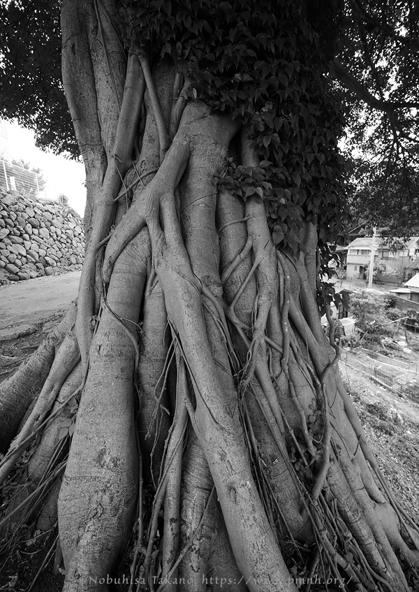 2511pl_ako@fukaborijinyaato9587