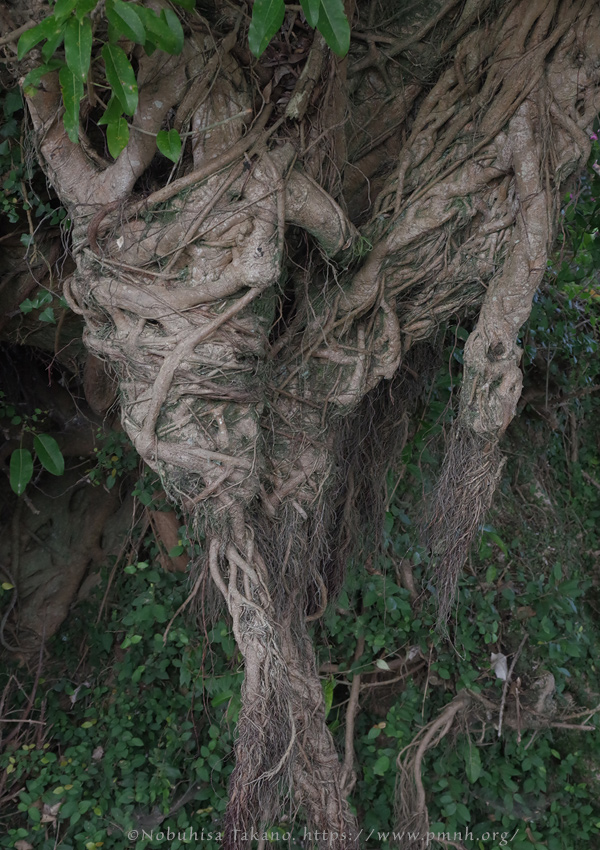 2511pl_ako@kuchinotsu0202