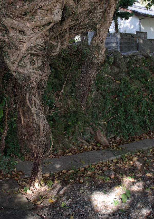 2511pl_ako@kuchinotsu0204