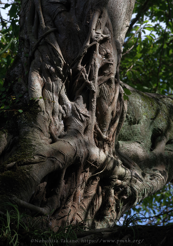 2511pl_ako@kuchinotsu0230