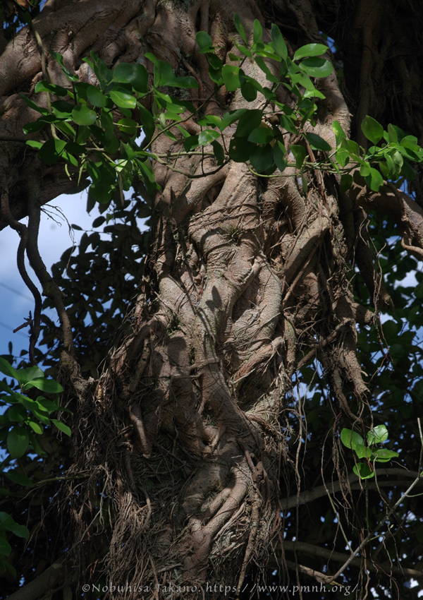 2511pl_ako@kuchinotsu0244