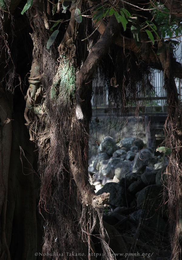 2511pl_ako@obama_kanahama0152