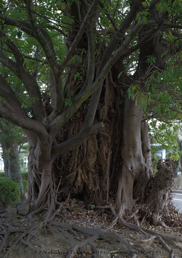 2511pl_ako@obama_minamihonmachi0002