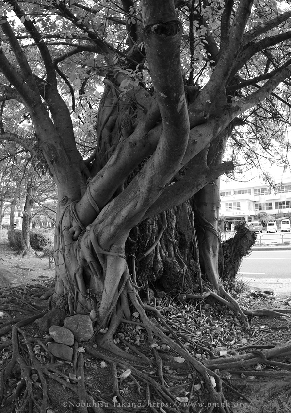 2511pl_ako@obama_minamihonmachi0053