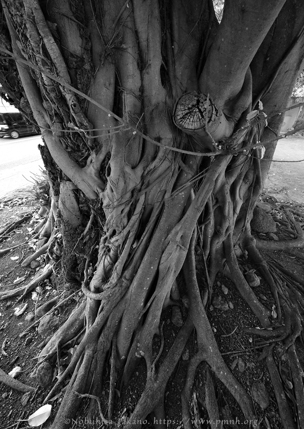 2511pl_ako@obama_minamihonmachi0080