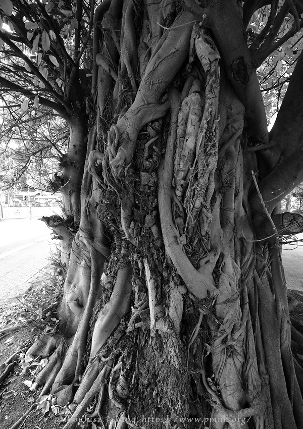 2511pl_ako@obama_minamihonmachi0087