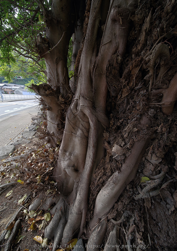 2511pl_ako@obama_minamihonmachi0093