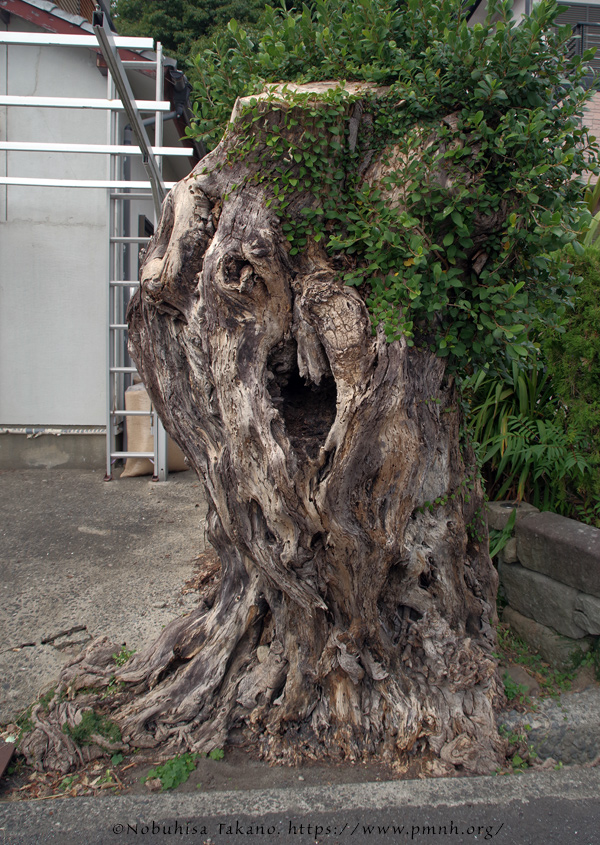 2511pl_ako@onoe_koyagi9475