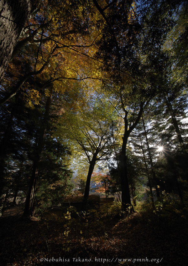 2511pl_inushide_kn@koroku8113