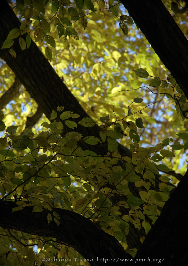 2511pl_inushide_kn@koroku8174