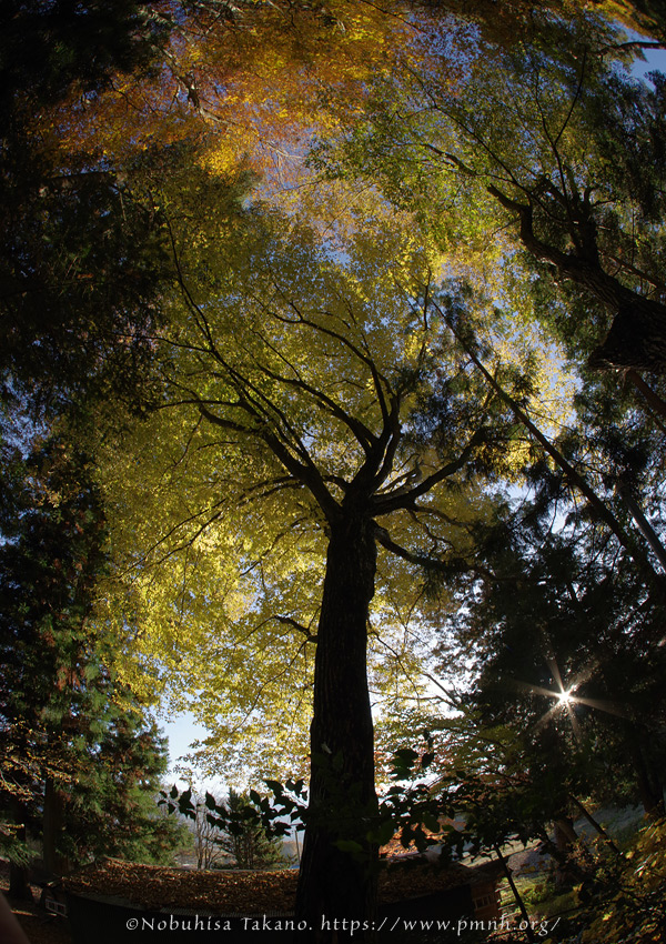 2511pl_inushide_kn@koroku8200