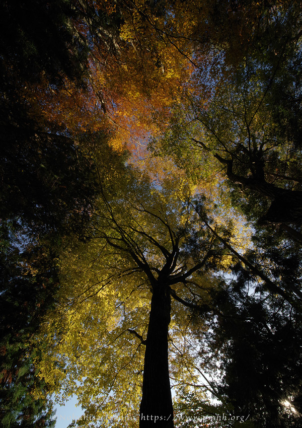 2511pl_inushide_kn@koroku8215