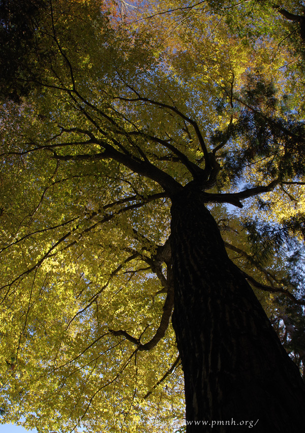 2511pl_inushide_kn@koroku8224