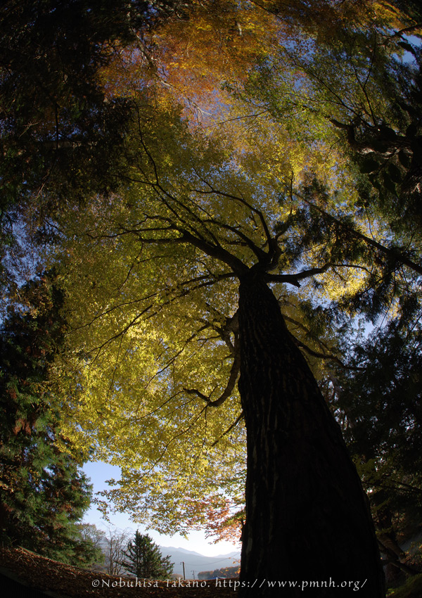 2511pl_inushide_kn@koroku8226