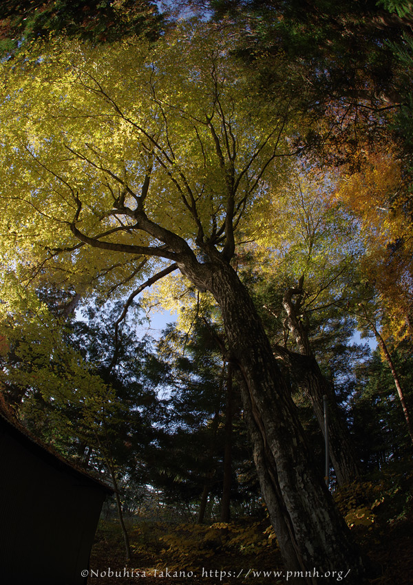 2511pl_inushide_kn@koroku8234