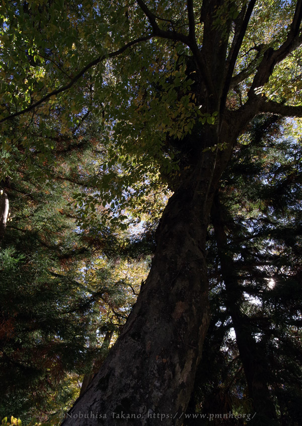 2511pl_keyaki@aotsuka_shimosuwa7090