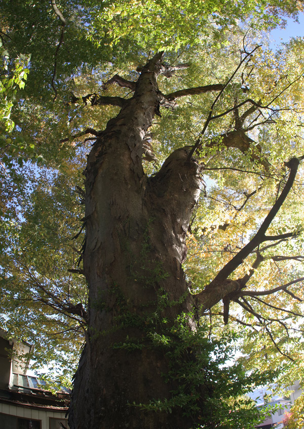 2511pl_keyaki@aotsuka_shimosuwa7109