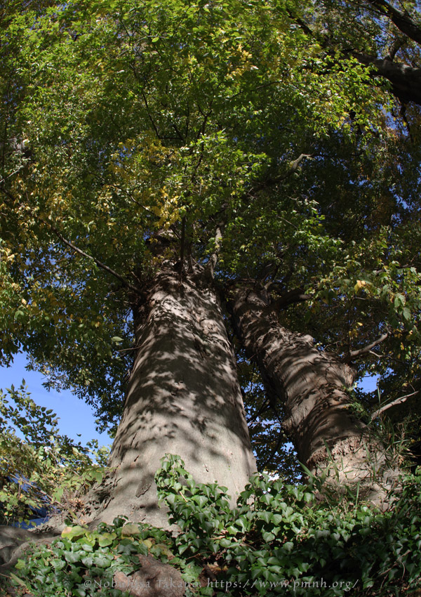 2511pl_keyaki@aotsuka_shimosuwa7122