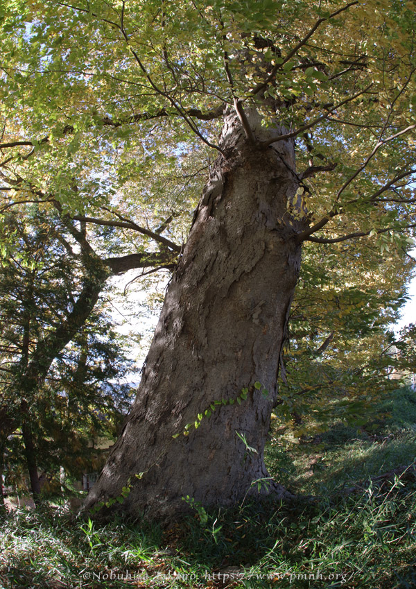 2511pl_keyaki@aotsuka_shimosuwa7134