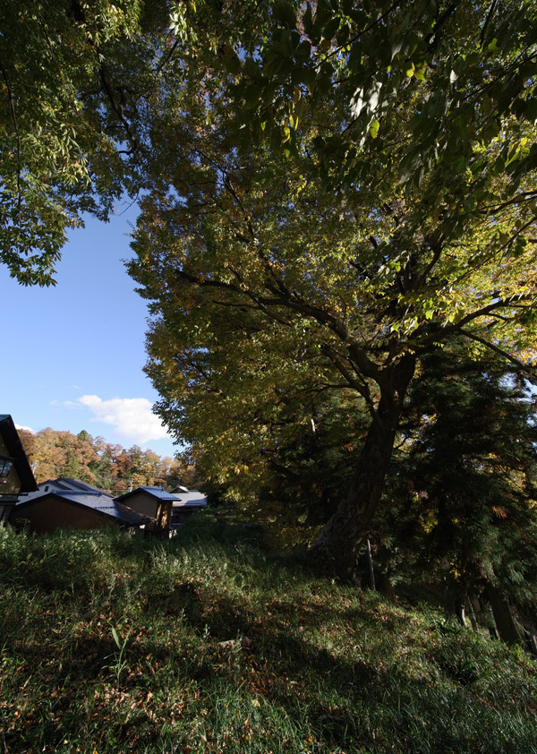 2511pl_keyaki@aotsuka_shimosuwa7179