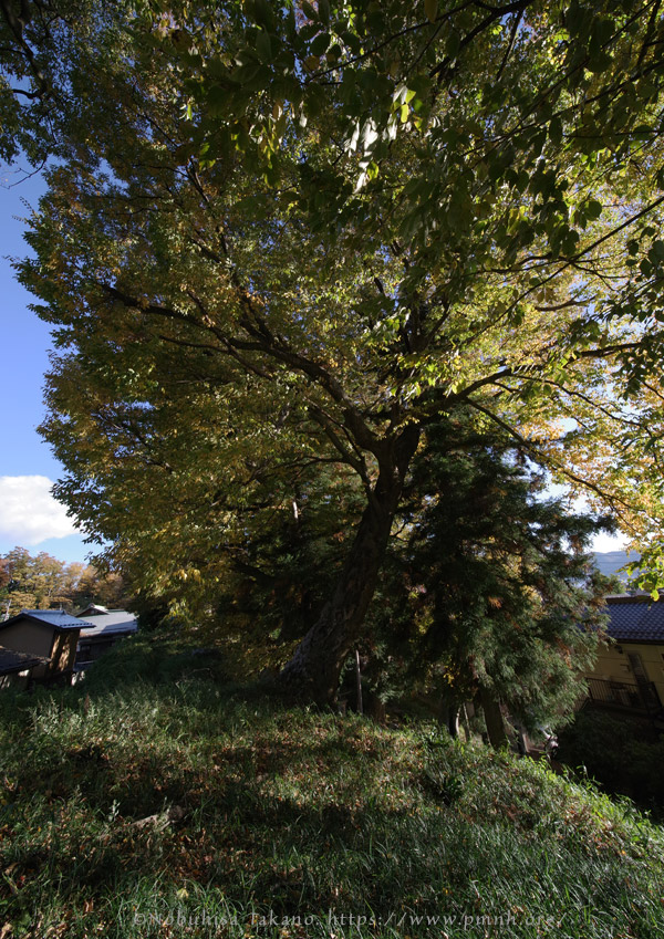 2511pl_keyaki@aotsuka_shimosuwa7183