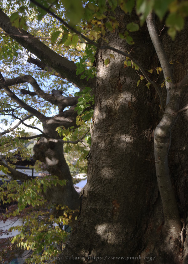 2511pl_keyaki@aotsuka_shimosuwa7193