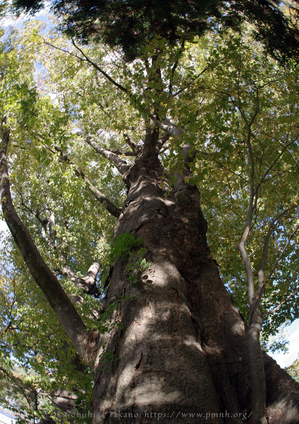 2511pl_keyaki@aotsuka_shimosuwa7205