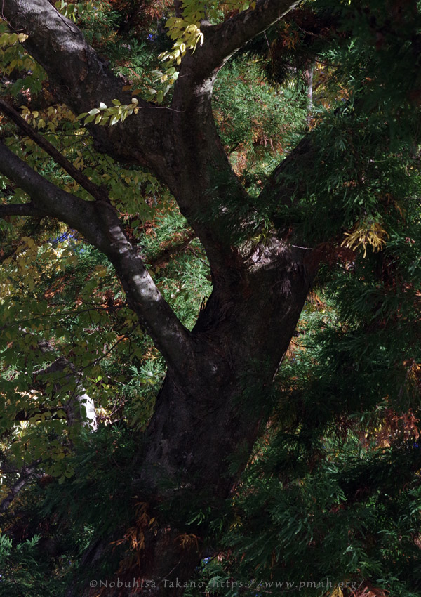 2511pl_keyaki@aotsuka_shimosuwa7209